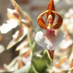 Ballerina Orchid