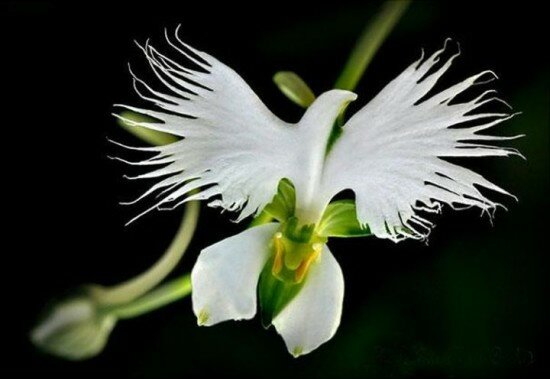 White Egret Orchid