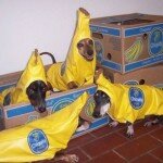 costumes-for-animals-01