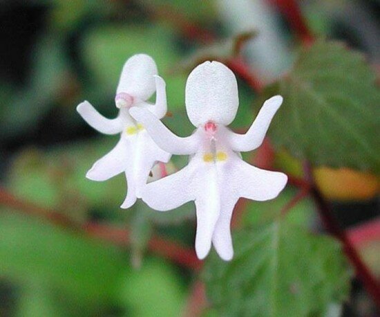 Dancing Girls Flower